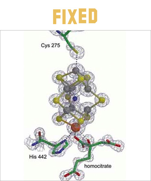 Rees Lab